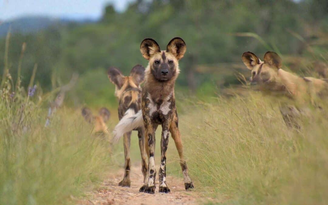 Bushlore Supports Waterberg Wild Dog Conservation Project