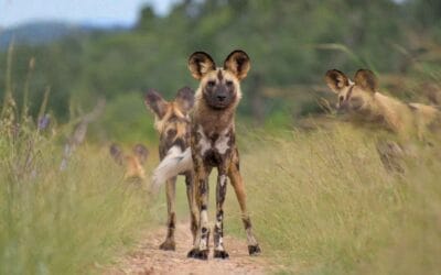 Bushlore Supports Waterberg Wild Dog Conservation Project